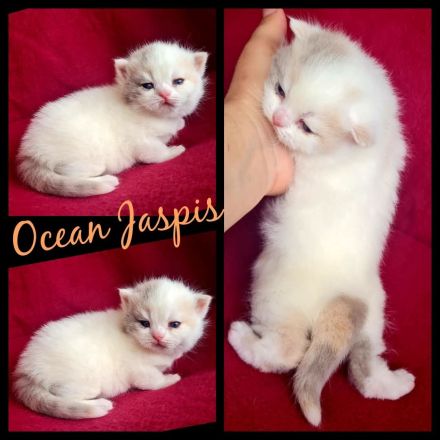 BKH REINRASSIG TOP LINIEN