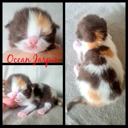 BKH REINRASSIG TOP LINIEN