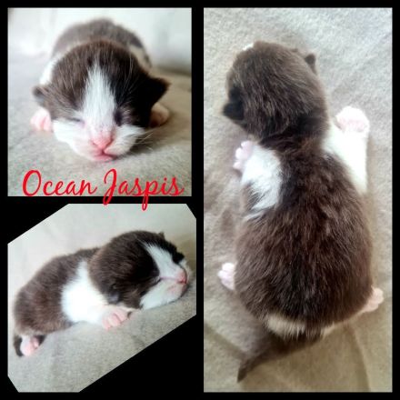 BKH REINRASSIG TOP LINIEN