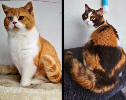 BKH REINRASSIG TOP LINIEN