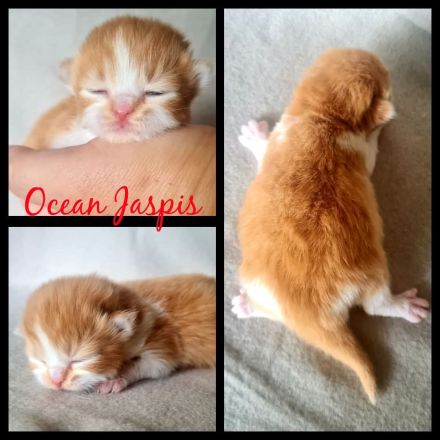 BKH REINRASSIG TOP LINIEN