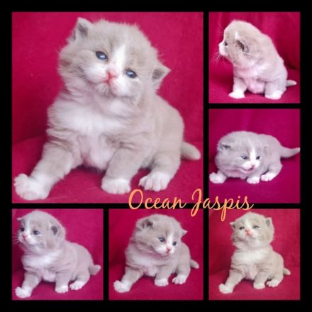 BKH REINRASSIG TOP LINIEN