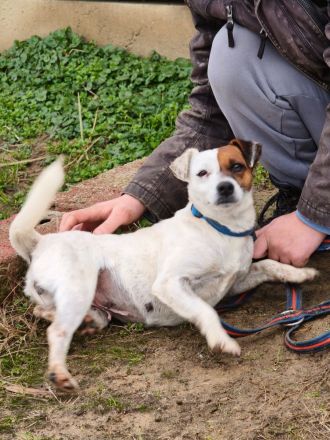Trixie - Intelligente, aktive Jack-Russell-Mix-Hündin sucht engagiertes Zuhause