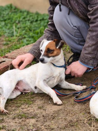 Trixie - Intelligente, aktive Jack-Russell-Mix-Hündin sucht engagiertes Zuhause