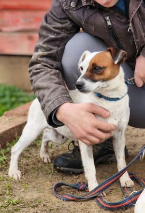 Trixie - Intelligente, aktive Jack-Russell-Mix-Hündin sucht engagiertes Zuhause