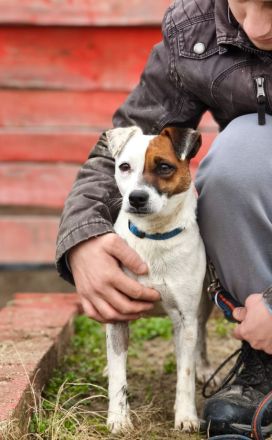Trixie - Intelligente, aktive Jack-Russell-Mix-Hündin sucht engagiertes Zuhause