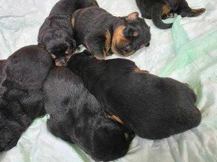 Rottweiler Welpen