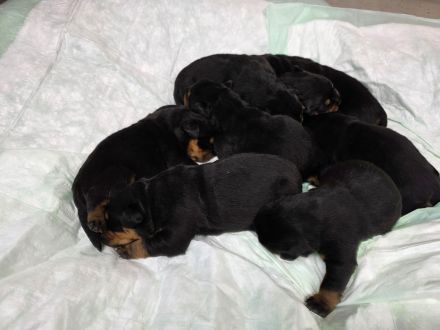 Rottweiler Welpen