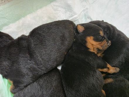 Rottweiler Welpen
