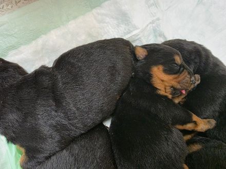 Rottweiler Welpen