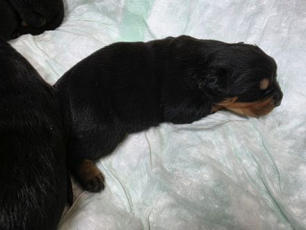 Rottweiler Welpen