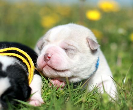 Retro Mops Welpen in Merle Altdeutscher Sportmops freiatmend mit Gesundheitszeugnis