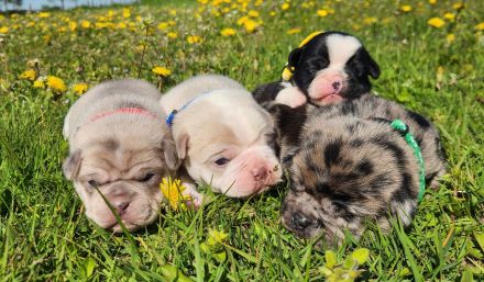 Retro Mops Welpen in Merle Altdeutscher Sportmops freiatmend mit Gesundheitszeugnis