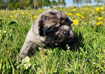Retro Mops Welpen in Merle Altdeutscher Sportmops freiatmend mit Gesundheitszeugnis