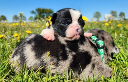 Retro Mops Welpen in Merle Altdeutscher Sportmops freiatmend mit Gesundheitszeugnis