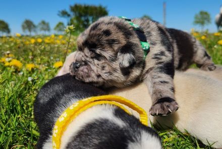 Retro Mops Welpen in Merle Altdeutscher Sportmops freiatmend mit Gesundheitszeugnis