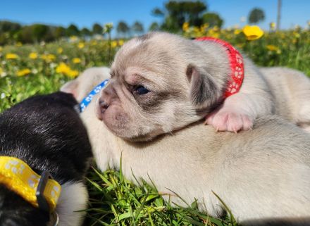 Retro Mops Welpen in Merle Altdeutscher Sportmops freiatmend mit Gesundheitszeugnis