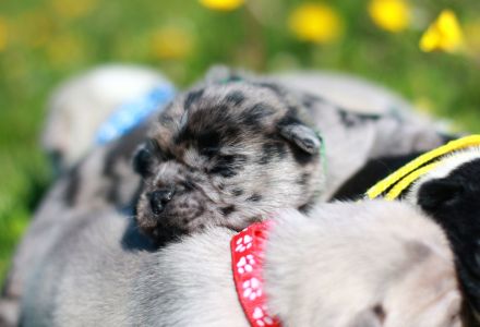 Retro Mops Welpen in Merle Altdeutscher Sportmops freiatmend mit Gesundheitszeugnis