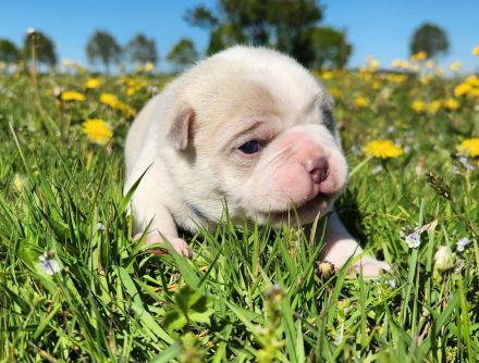 Retro Mops Welpen in Merle Altdeutscher Sportmops freiatmend mit Gesundheitszeugnis