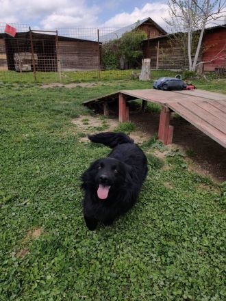 Blecky - freundlich und voller Lebensfreude