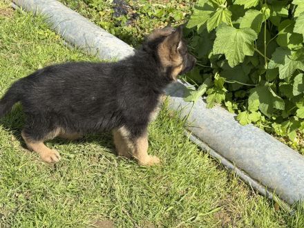 Schäferhundwelpen