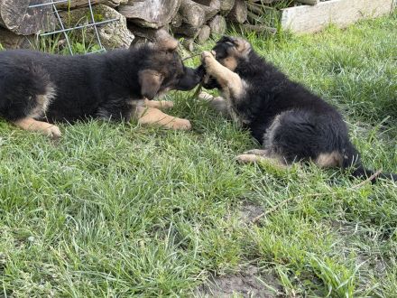 Schäferhundwelpen