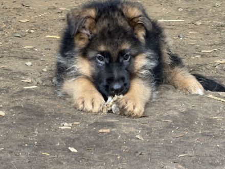Schäferhundwelpen