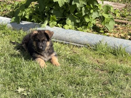 Schäferhundwelpen