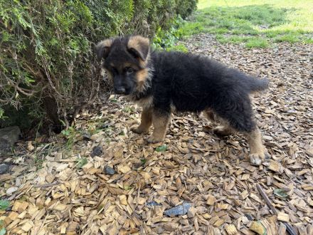 Schäferhundwelpen