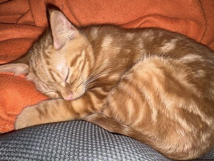 🐾 Süßes Kätzchen sucht liebevolles Zuhause 🐾