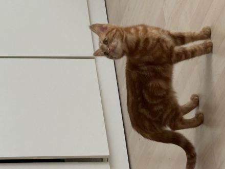 🐾 Süßes Kätzchen sucht liebevolles Zuhause 🐾