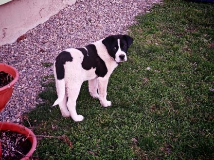 Die süße Arca will hoch hinaus