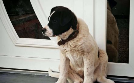 Die süße Arca will hoch hinaus