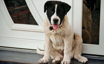 Die süße Arca will hoch hinaus