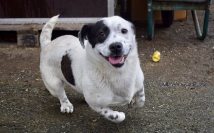 Zuhause gesucht für Louisa