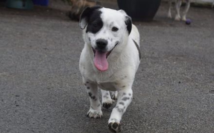 Zuhause gesucht für Louisa