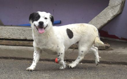 Zuhause gesucht für Louisa