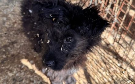 Baba sucht liebevolles Zuhause