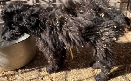 Baba sucht liebevolles Zuhause