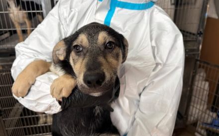 Prinz Charming wird dich verzaubern