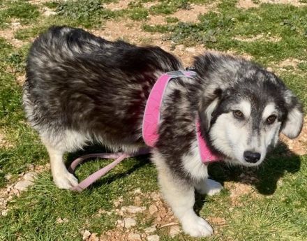 MAGNOLIA auf Körbchensuche