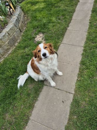 Kooikerhondje Welpen Kooiker