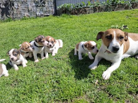 Jack Russel Terrier Welpen