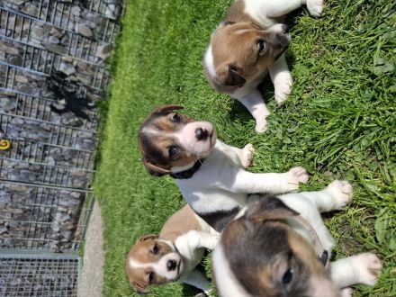 Jack Russel Terrier Welpen