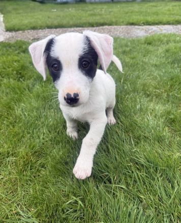 Lilo sucht ein Zuhause