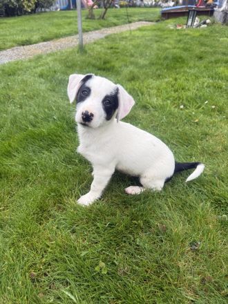 Lilo sucht ein Zuhause