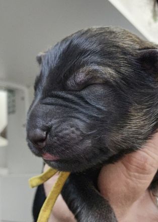 Altdeutsche Schäferhunde Welpen