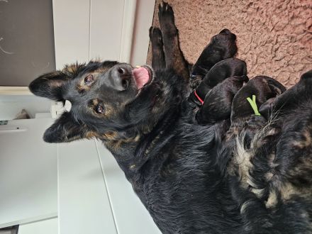 Altdeutsche Schäferhunde Welpen