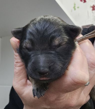 Altdeutsche Schäferhunde Welpen