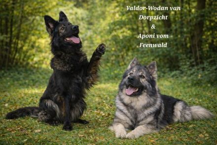 Altdeutsche Schäferhunde Welpen